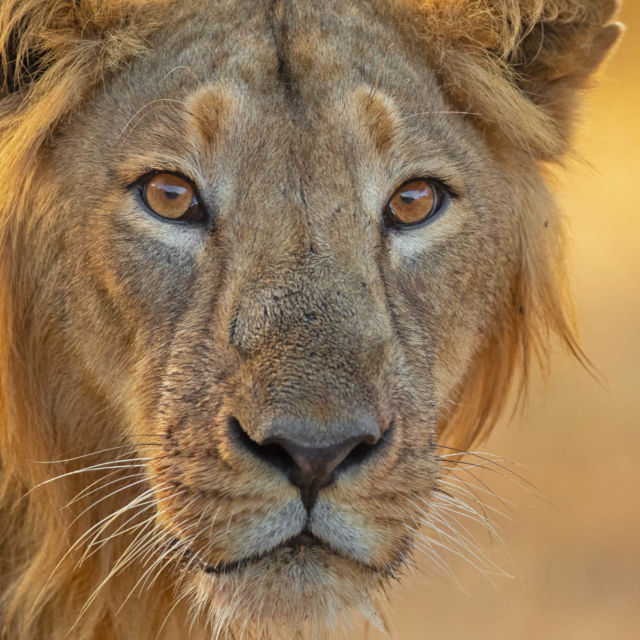 The Lion Pride Next Door