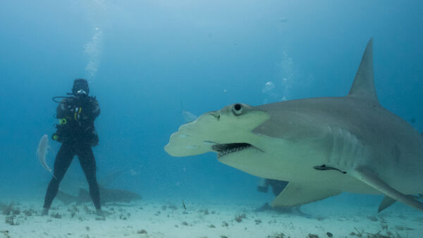 Shark vs. Ross Edgley