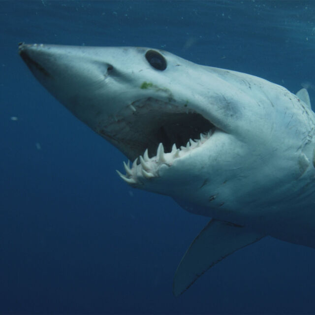 Sharks Gone Viral