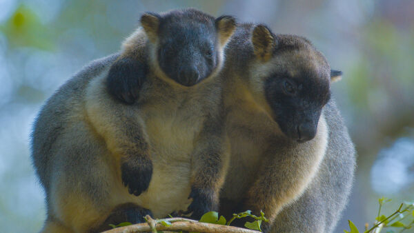 Tree Kangaroos: Ghosts of the Forest