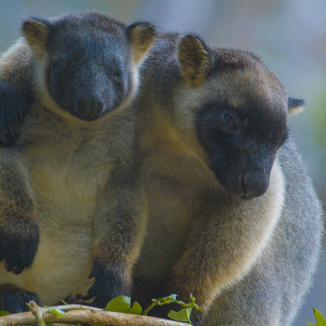 Tree Kangaroos: Ghosts of the Forest