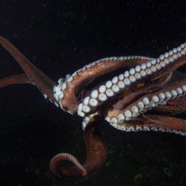 Aliens of the Deep