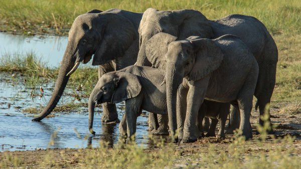 Africa's River Titans