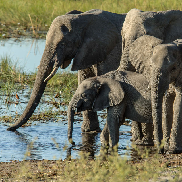 Africa's River Titans