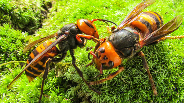 Asia's Killer Hornets