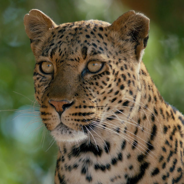 Mashatu: Land of Leopards