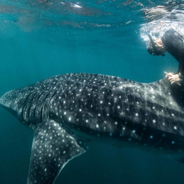 Perpetual Planet: Heroes of the Oceans