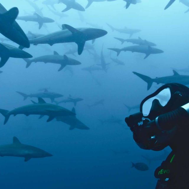50 Shades of Sharks