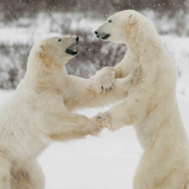 Det vilde Arktis: Kongerige af is