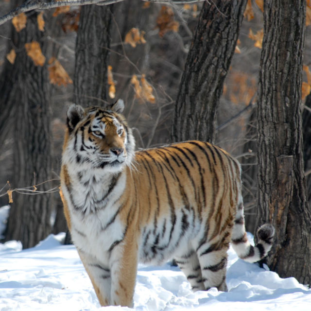 Ruslands vilde tiger