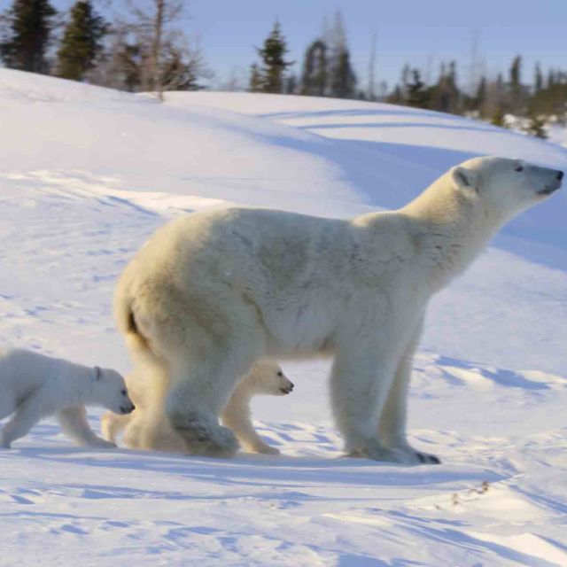 Incredible Animal Journeys