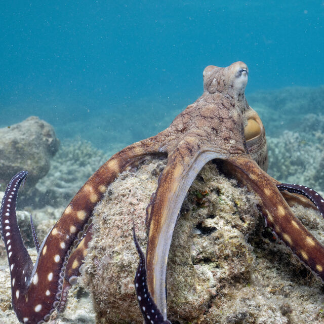 Secrets of the Octopus