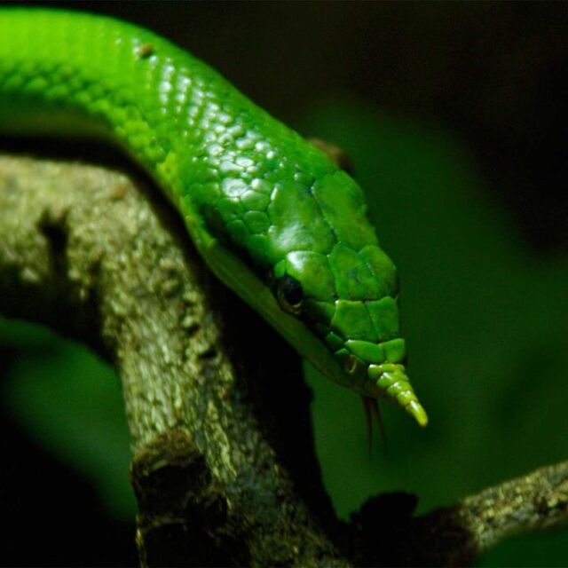 Wild Vietnam