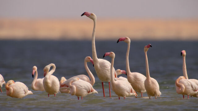 Africa Earth's Wild Home