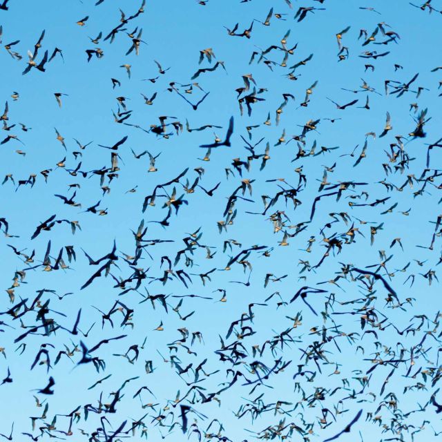 Det vilde Sydamerika