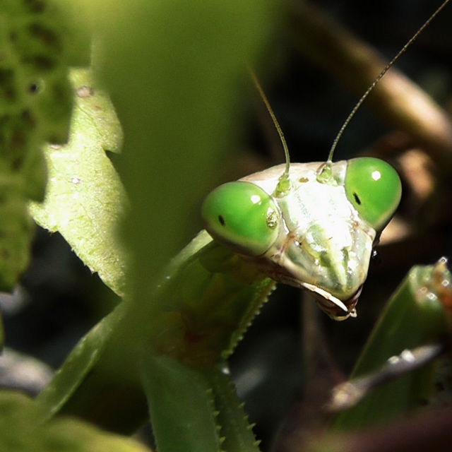 Verdens mest farlige dræbere