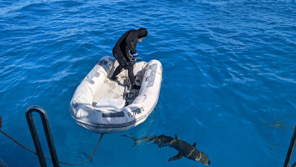Shark Attacks Files