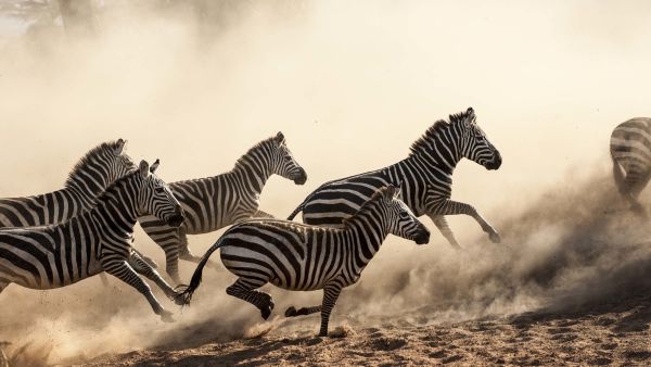 Hostile Planet: Kuldens mestre