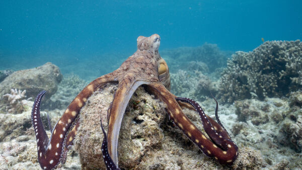 Secrets of the Octopus