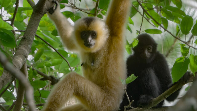 Song of the Rainforest