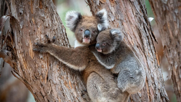 Las crías de Australia