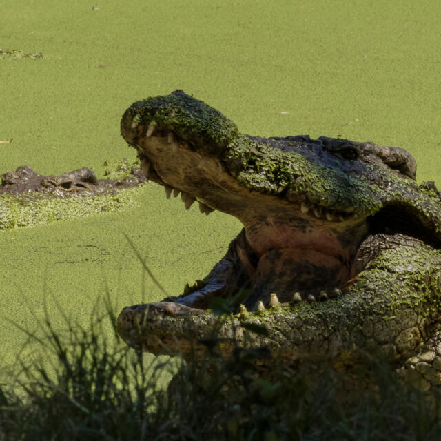 Croctubre