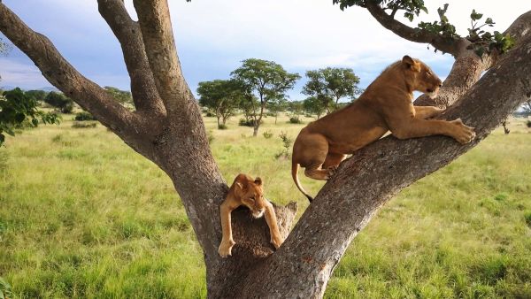 Los leones trepadores