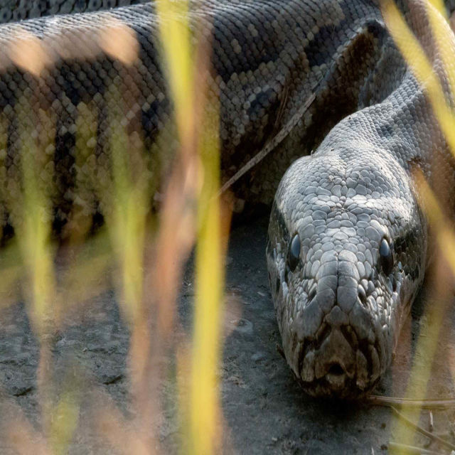 La súper serpiente africana