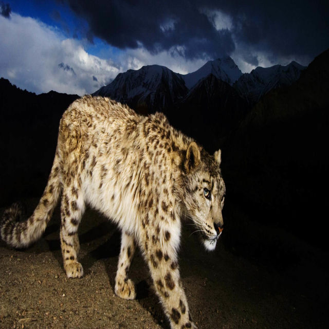 El leopardo de las nieves de Afganistán