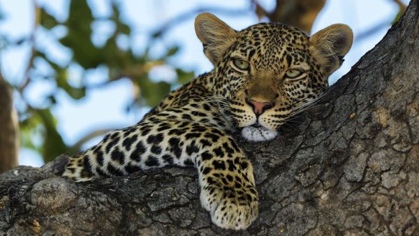 El reino del leopardo