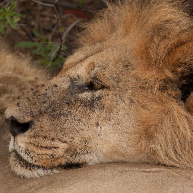Hermanos leones: de cachorros a reyes