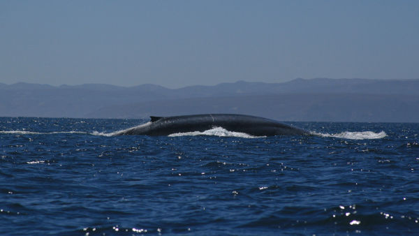 En busca de la ballena azul