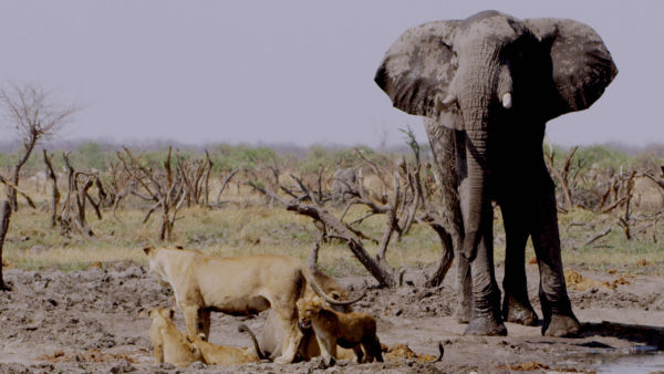 Los depredadores más letales de África