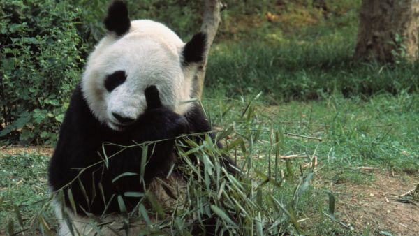 Los secretos naturales de Asia