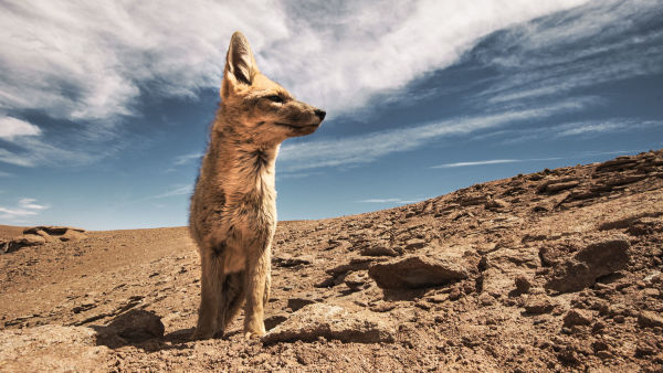 Wild Argentina: Tierra extrema