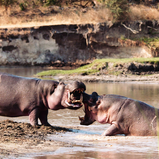 Katavi: Santuario de vida