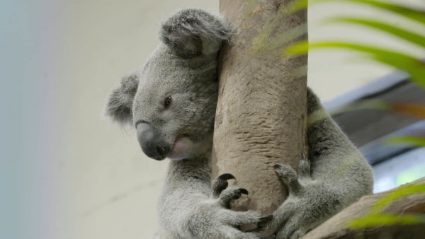 Los secretos del zoo: Tampa: Baby boom