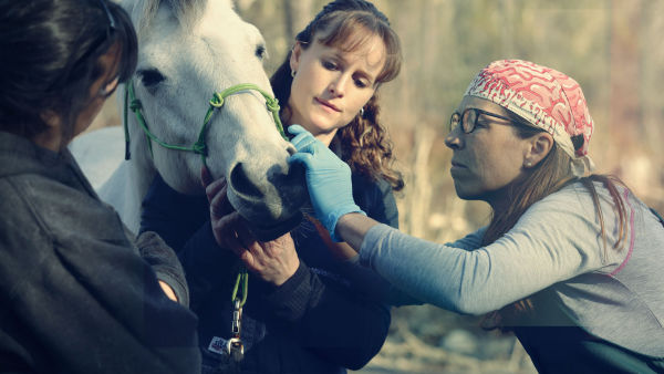Una veterinaria todoterreno