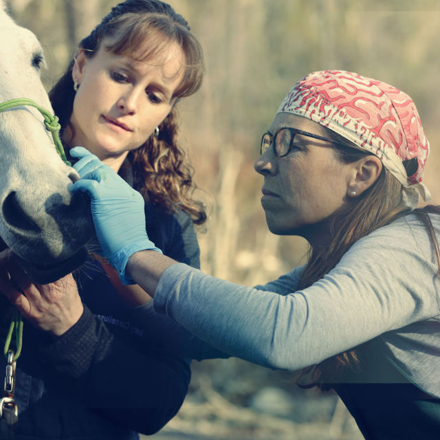 Una veterinaria todoterreno