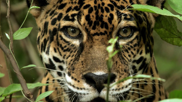 Cazadores salvajes: los asesinos más letales de África