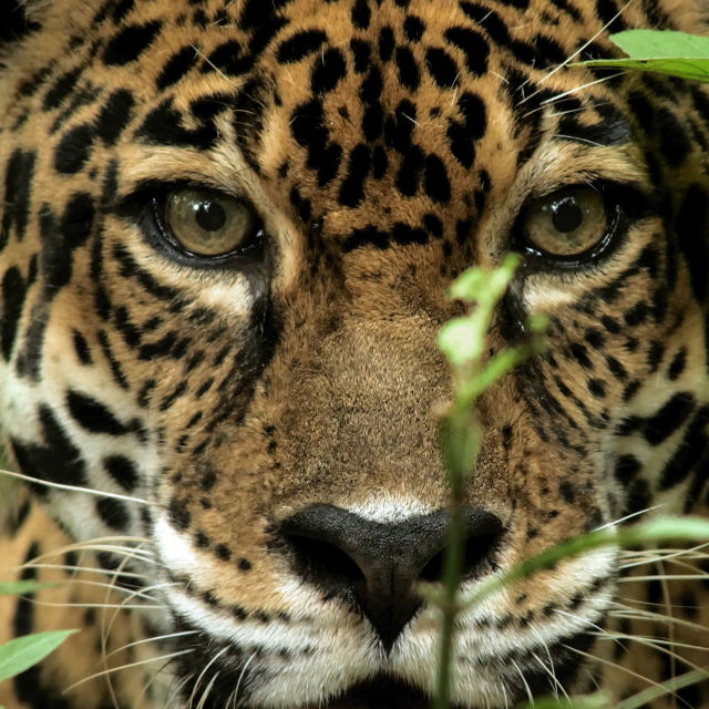 Cazadores salvajes: los asesinos más letales de África