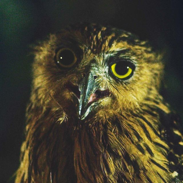 Especial muerte al anochecer