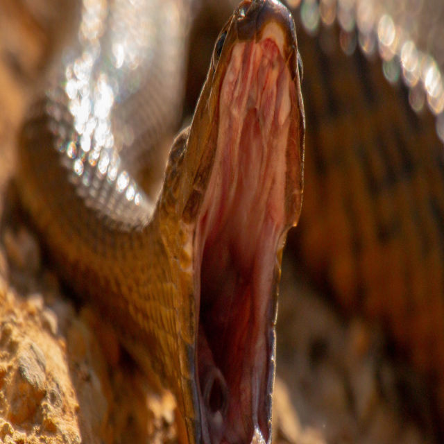 Käärmeiden hyökkäystaktiikat