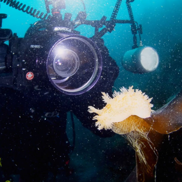 Pristine Seas: Meriä suojelemassa