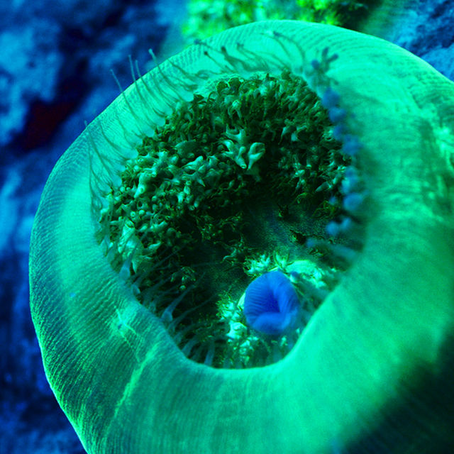 Koralliriutat: Maailman keuhkot