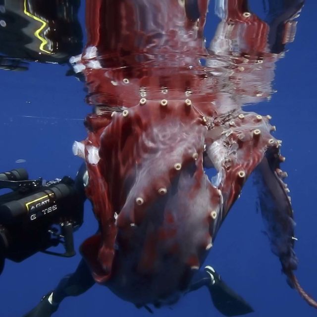 Jättiläiskalmarin jäljillä