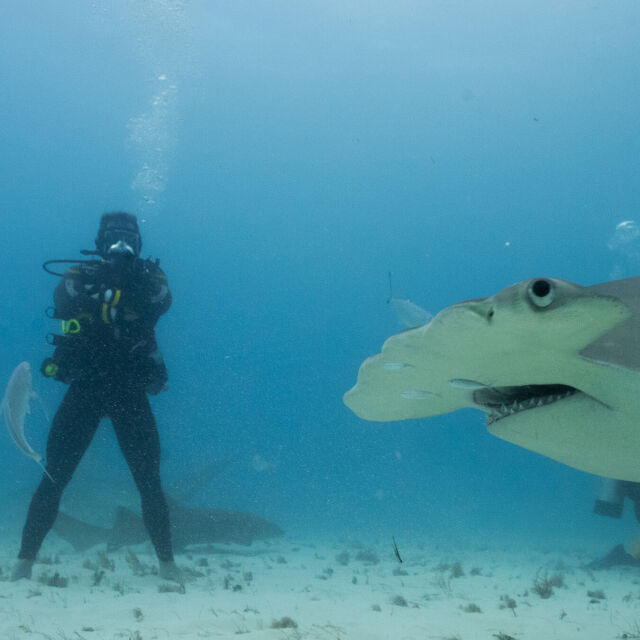 Shark vs. Ross Edgley