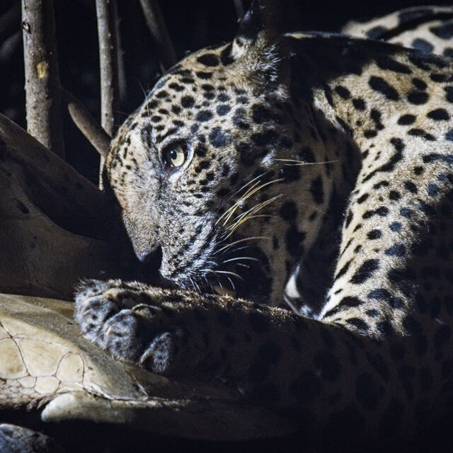 Jaguar Beach