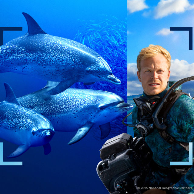 Bertie Gregory - lähikuvassa delfiinit