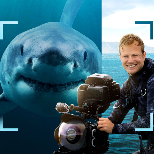 Bertie Gregory - lähikuvassa hait